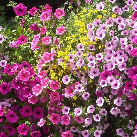 Haus Ebner Apartment